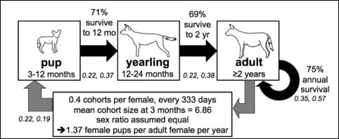 life cycle