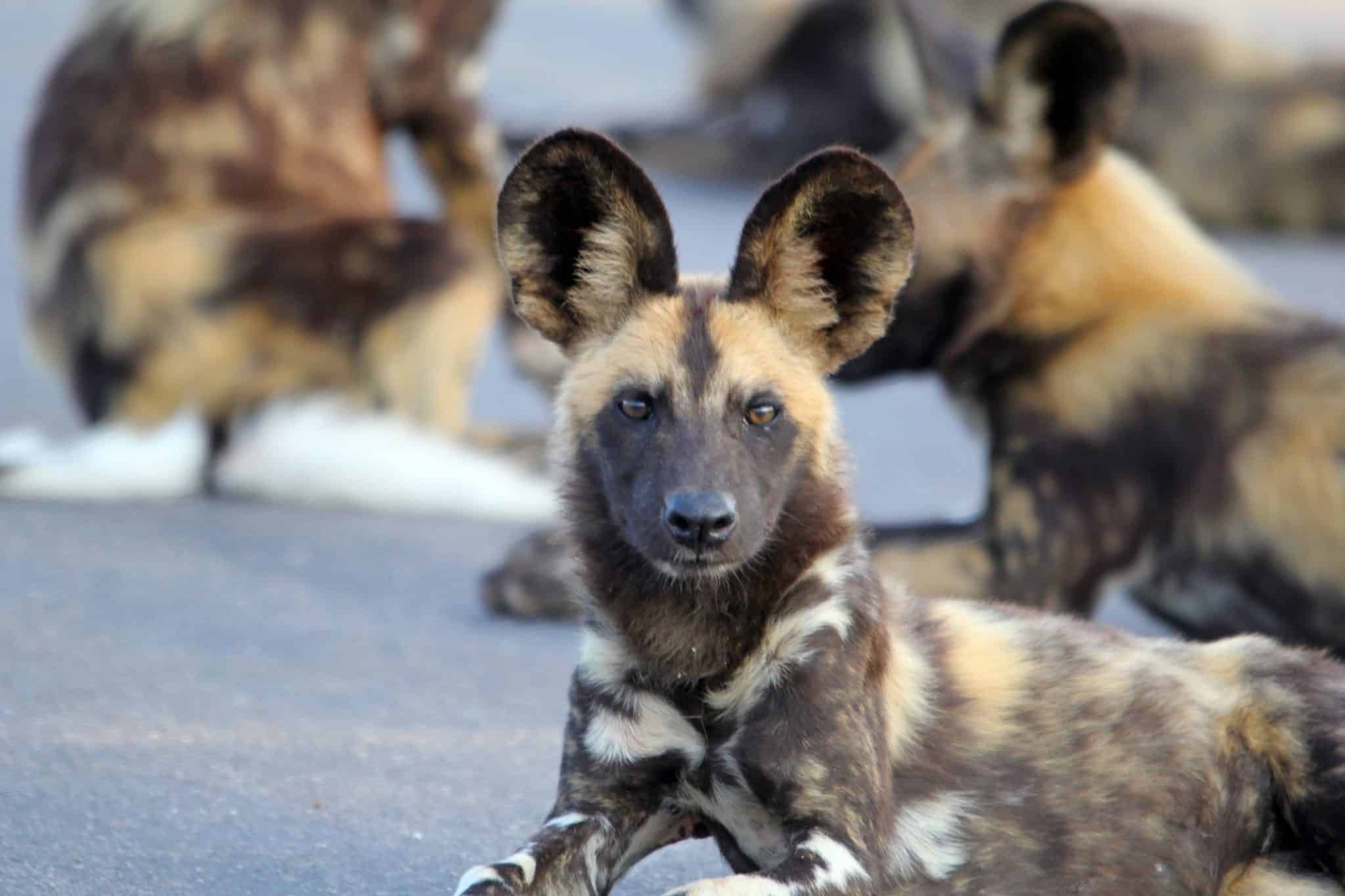 African Wild Dogs