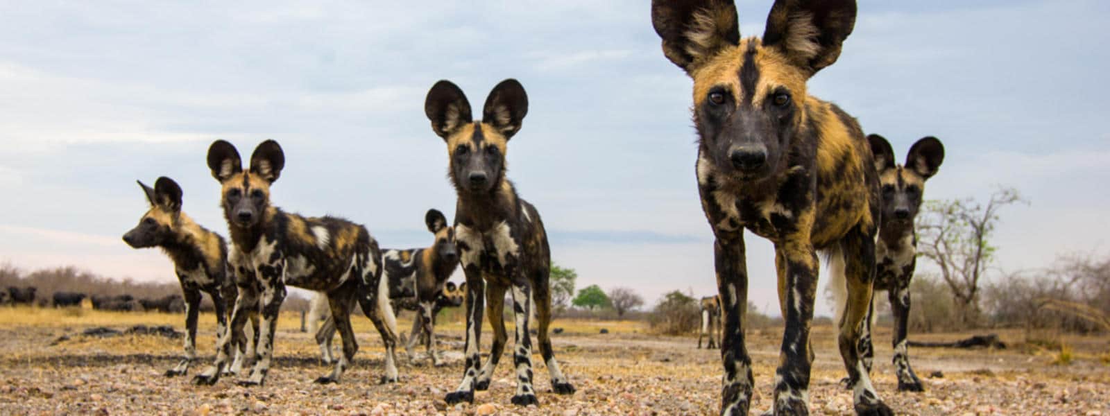 wild dogs african