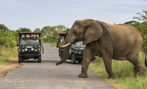 hluhluwe safaris