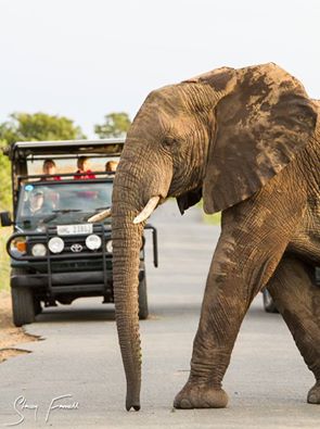 half day big 5 safari hluhluwe imfolozi park