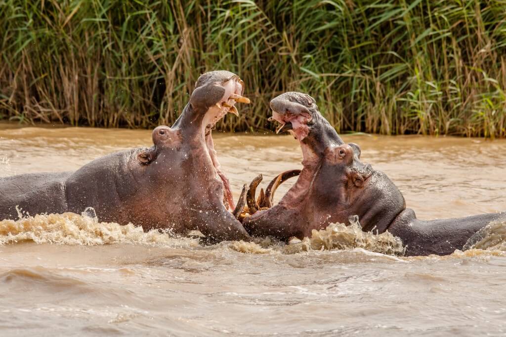 Durban Tours & Safaris 6 IMG_2519