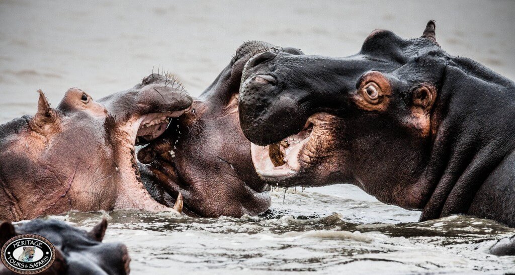 Warthog Facts 2 hippo facts