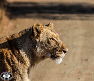 Hluhluwe Imfolozi Game Reserve 2 lion in hluhluwe