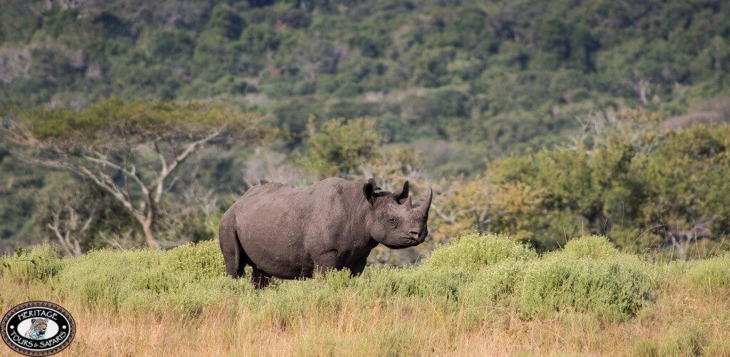 Hluhluwe Imfolozi Game Reserve 3 booking hluhluwe game park