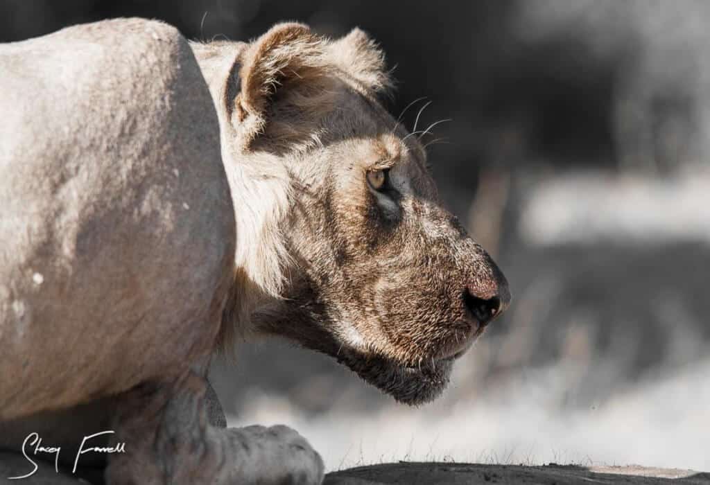 Safari Near Cape Town 6 Lion umfolozi