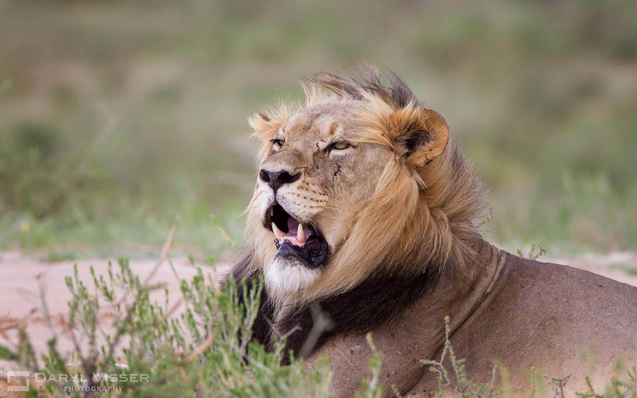 thula thula zululand game reserves