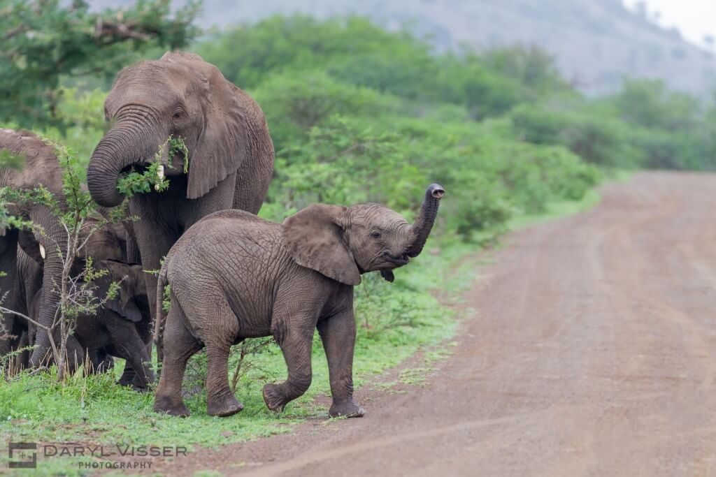 kwazulu natal big 5 safaris