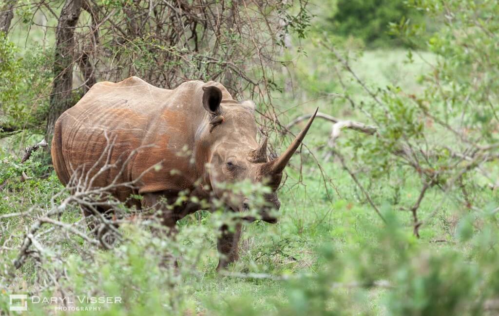 Rhinoceros Black & White Rhino 7 white rhino grazzing