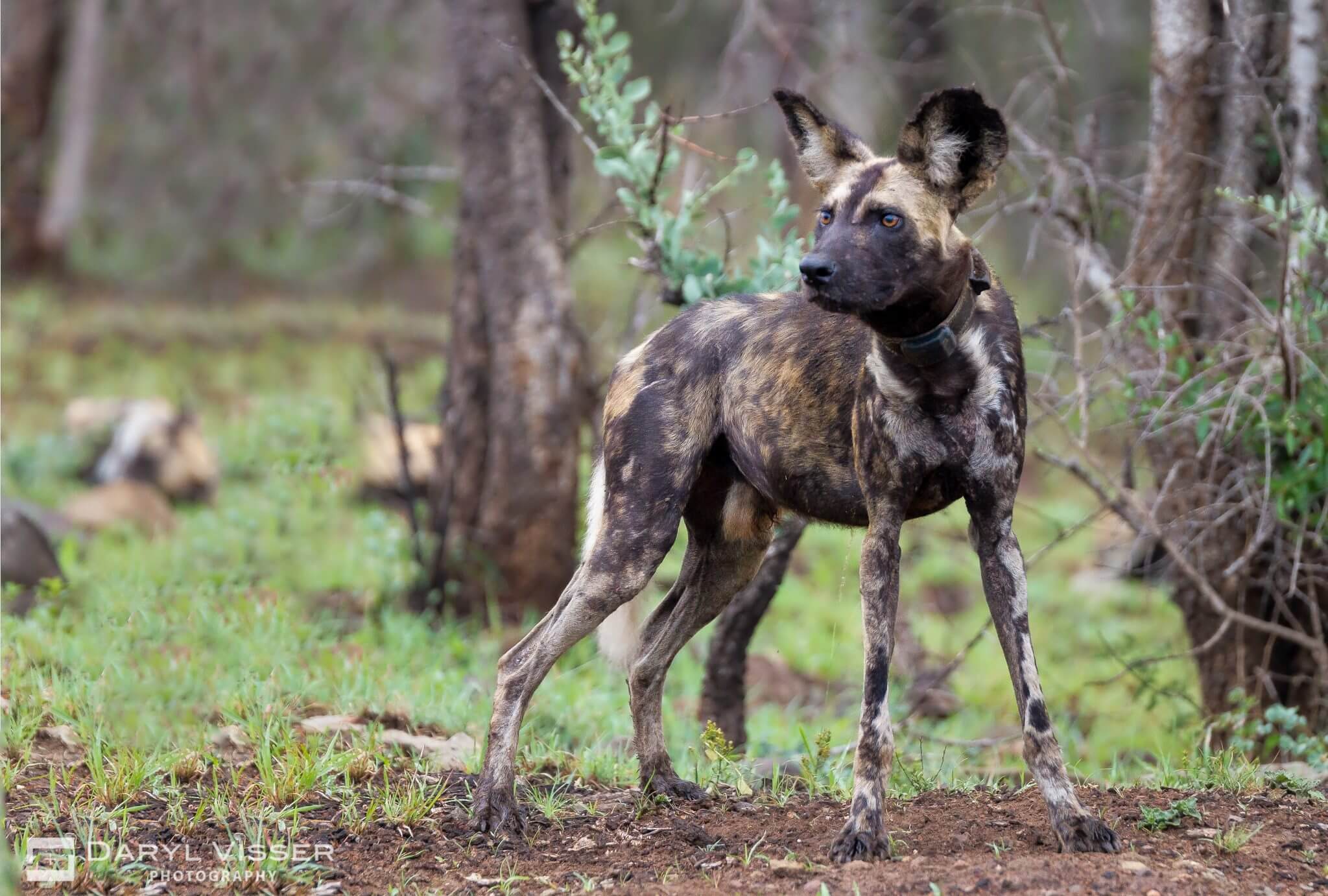 painted wild dogs hluhluwe
