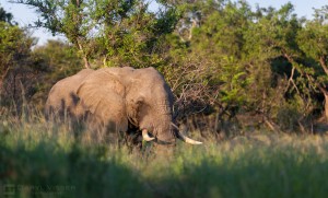 durban overnight safari