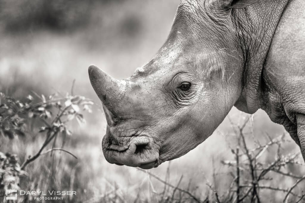 south africa safari 7 night package