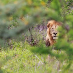 4 night south africa safari package