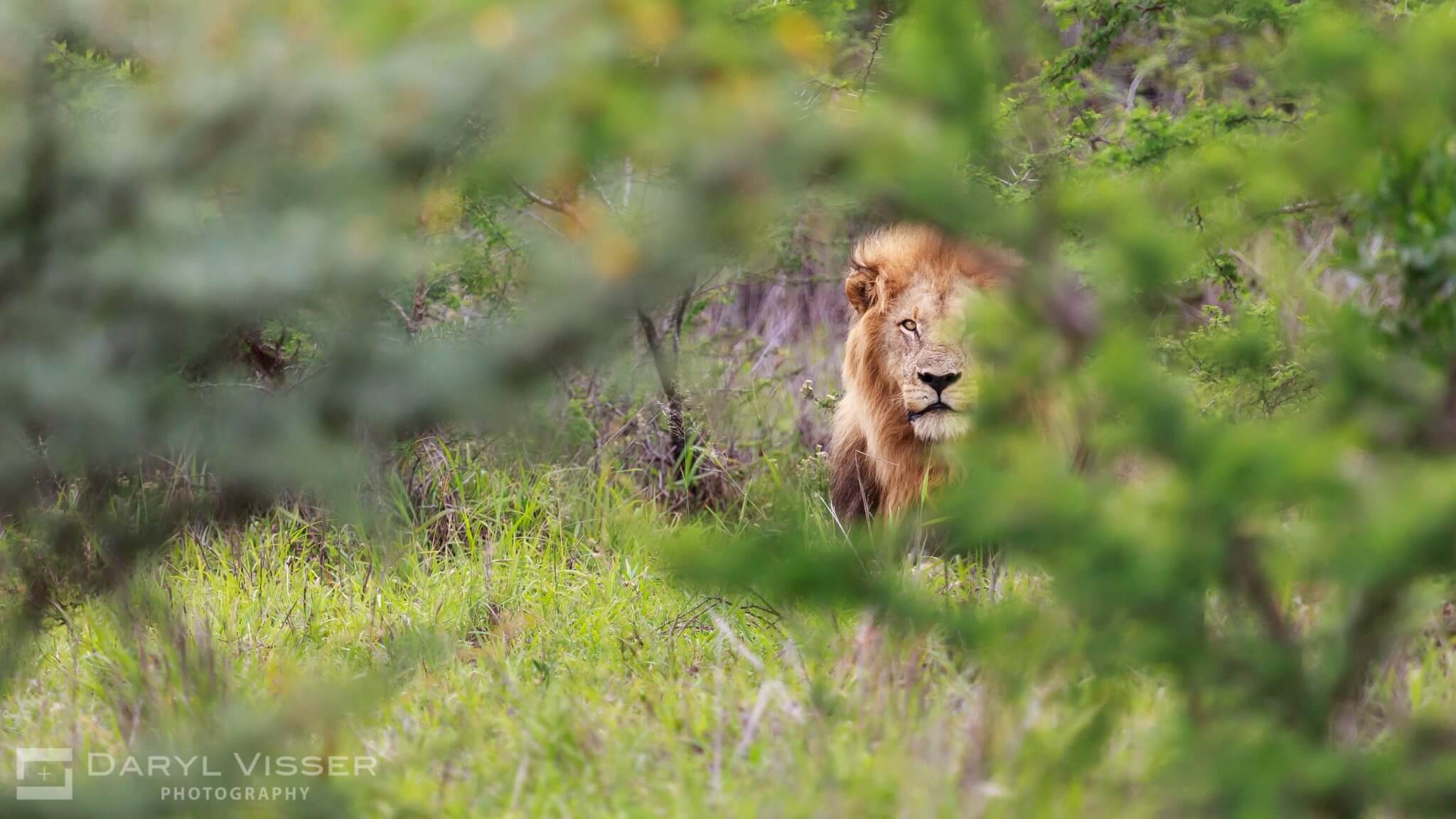 Lion 4 hluhluwe-imfolozi park full day safari