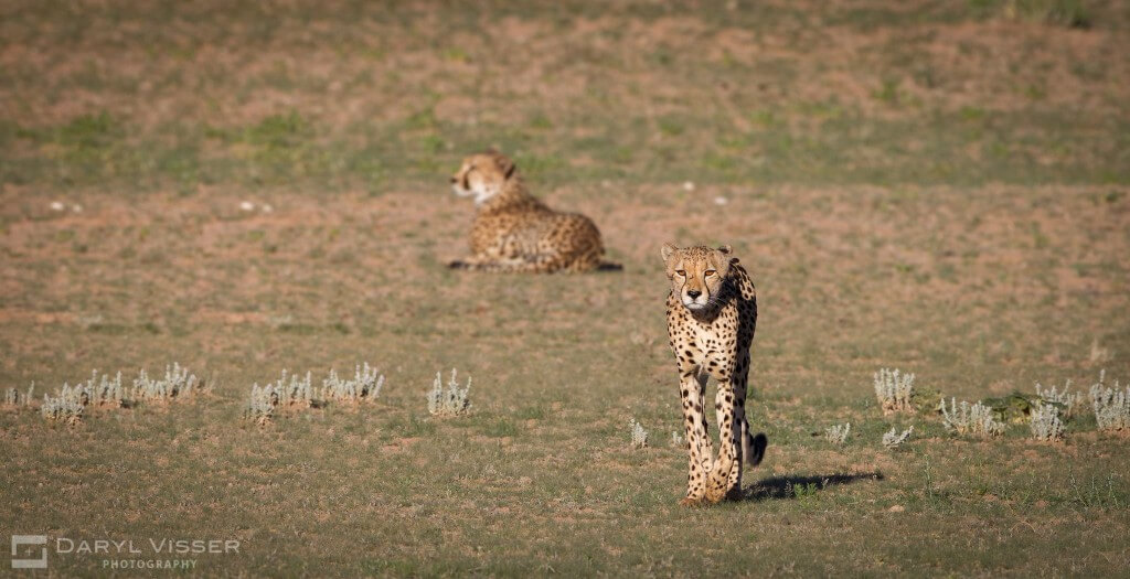 imfolozi cheetah