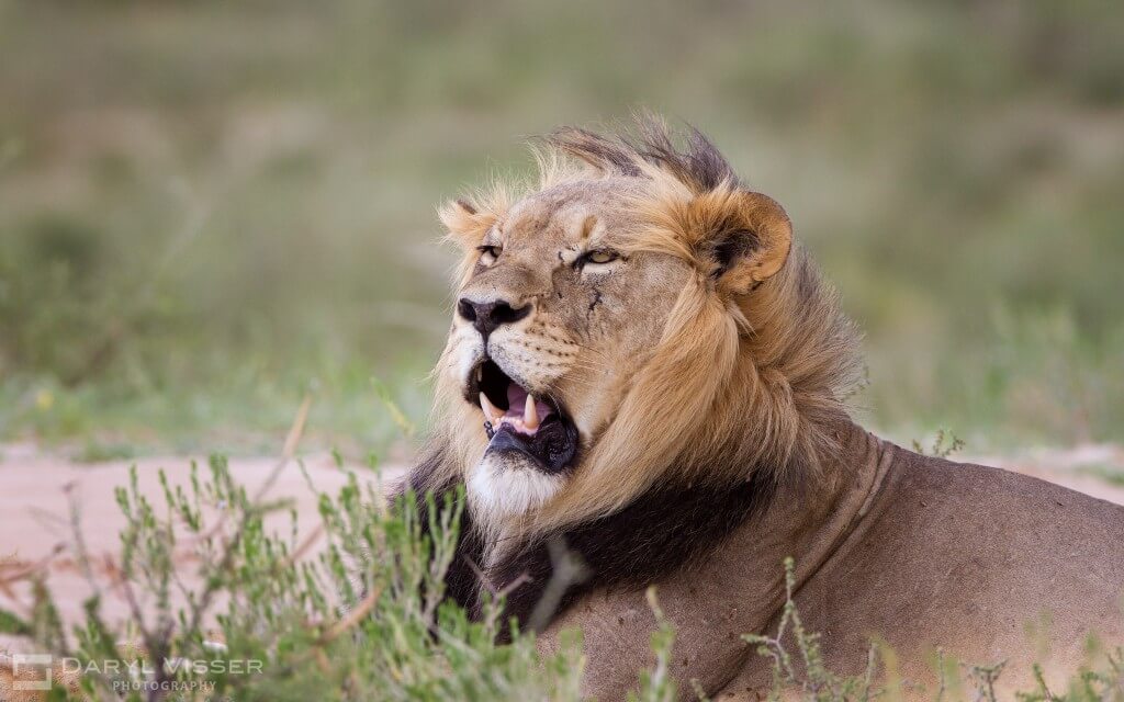 safari packages kwazulu natal south africa 