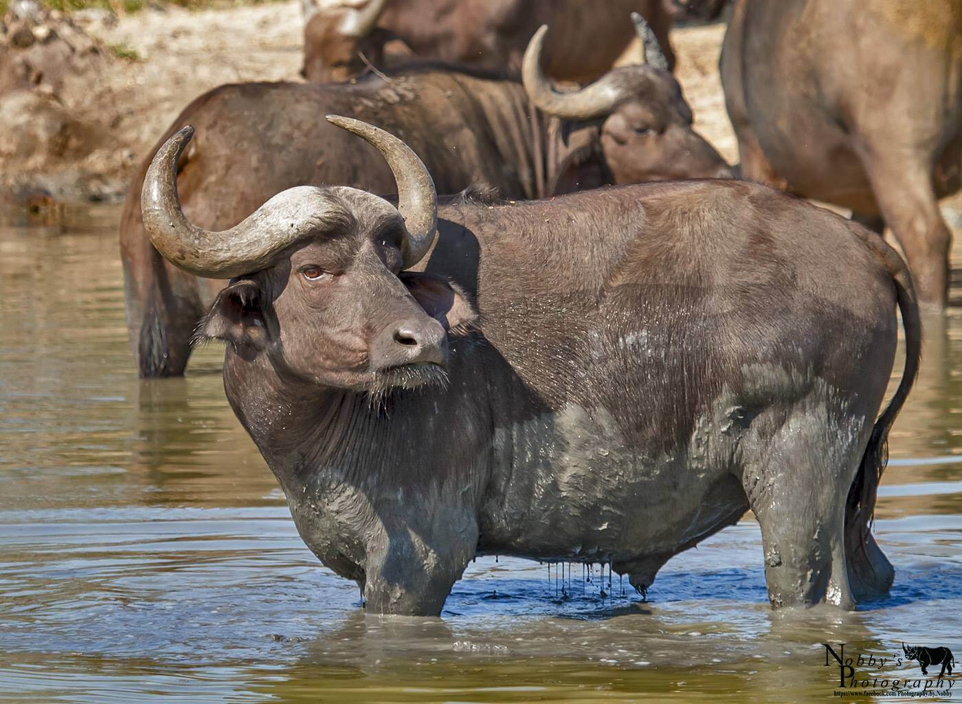 buffalo facts
