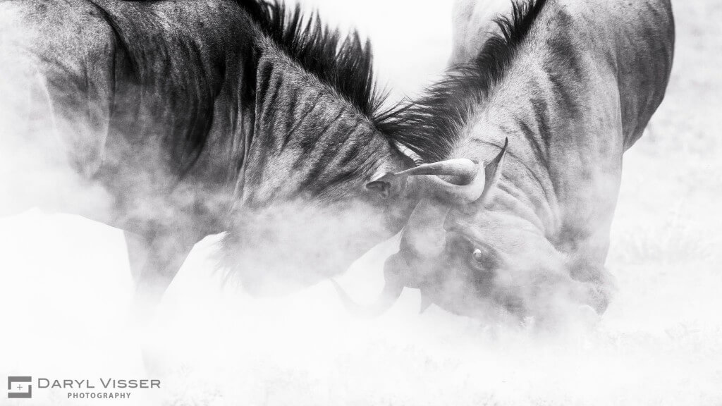 fighting in hluhluwe game reserve