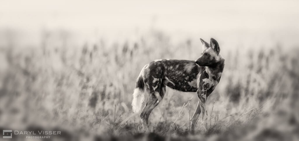 wild dog umfolozi