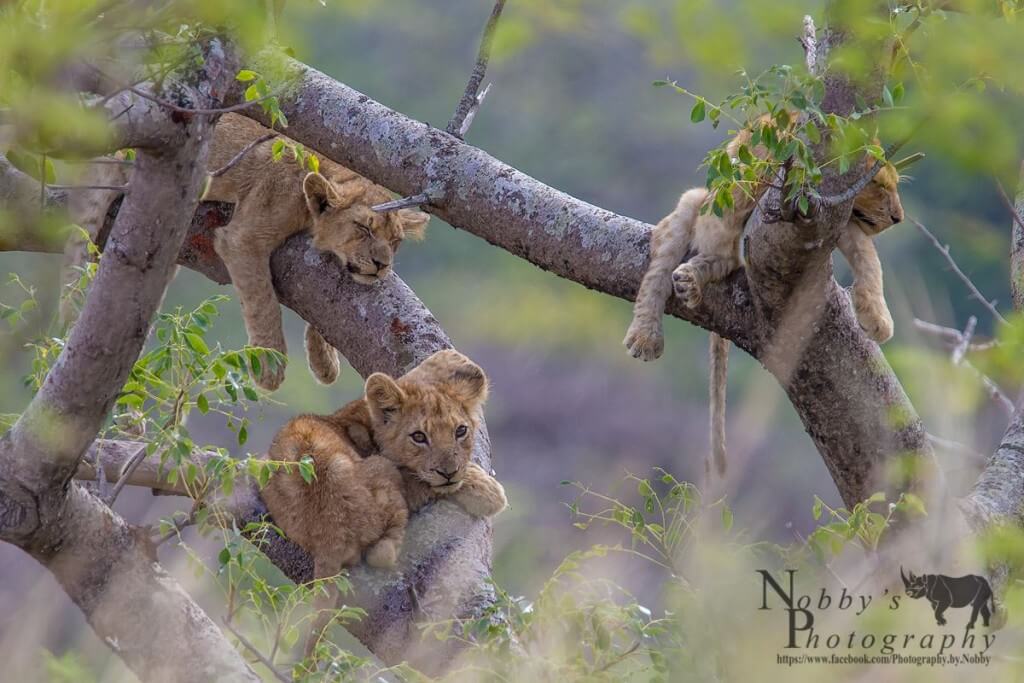 Bush & Boat Safari 10 hluhluwe umfolozi lions in trees