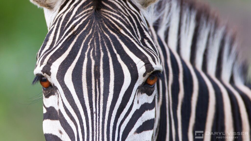 4 Night Zululand Safari