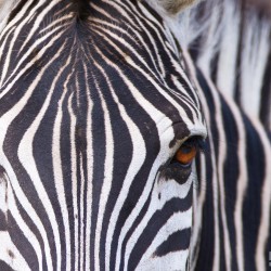 inquisitive hluhluwe umfolozi zebra