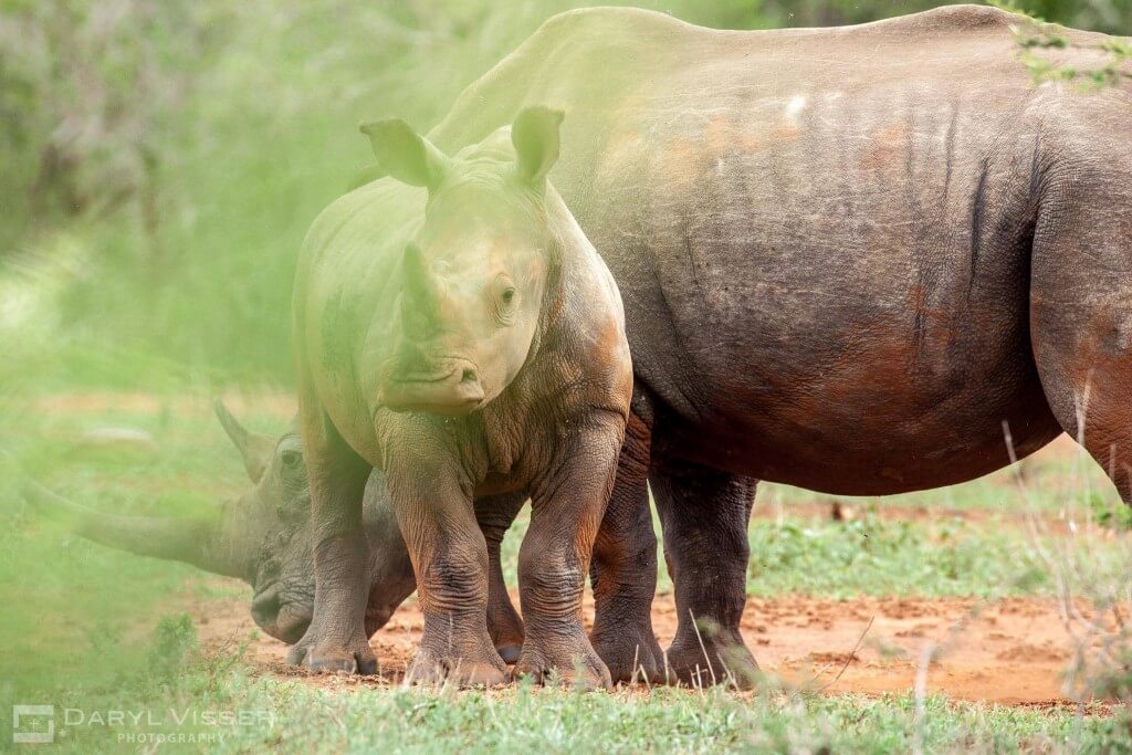 7 night safari package
