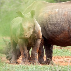 imfolozi safari package