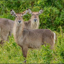 half day safari tour kwazulu natal south africa