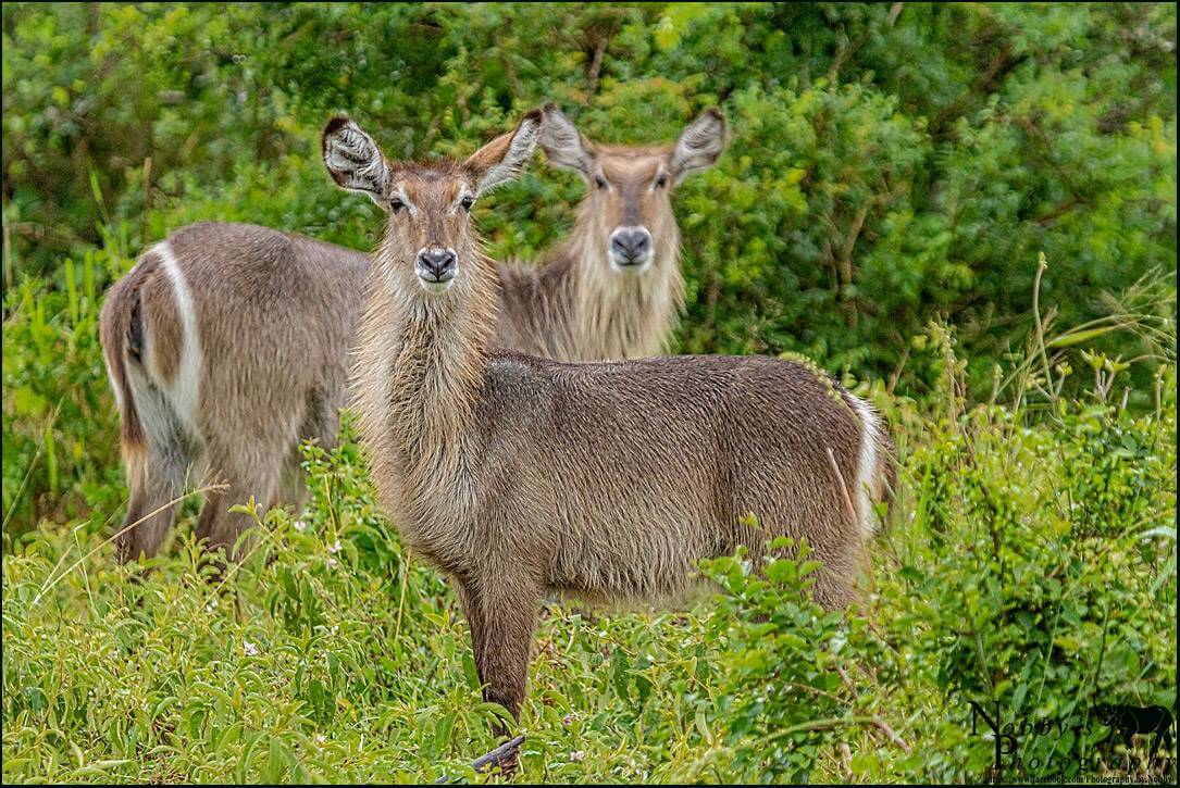 half day safari tour kwazulu natal south africa