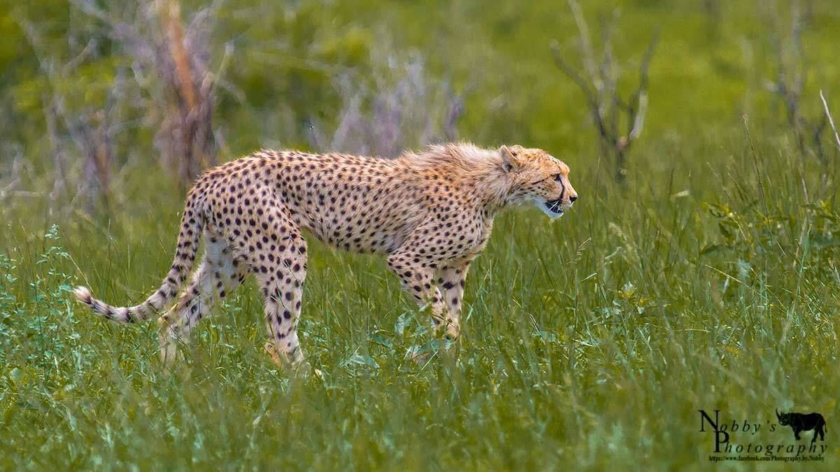 Cheetah Facts & Info 2 while out on safari in imfolozi
