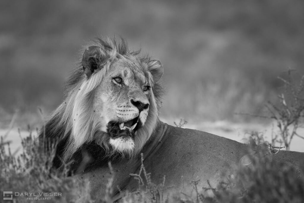 durban big 5 safari to hluhluwe