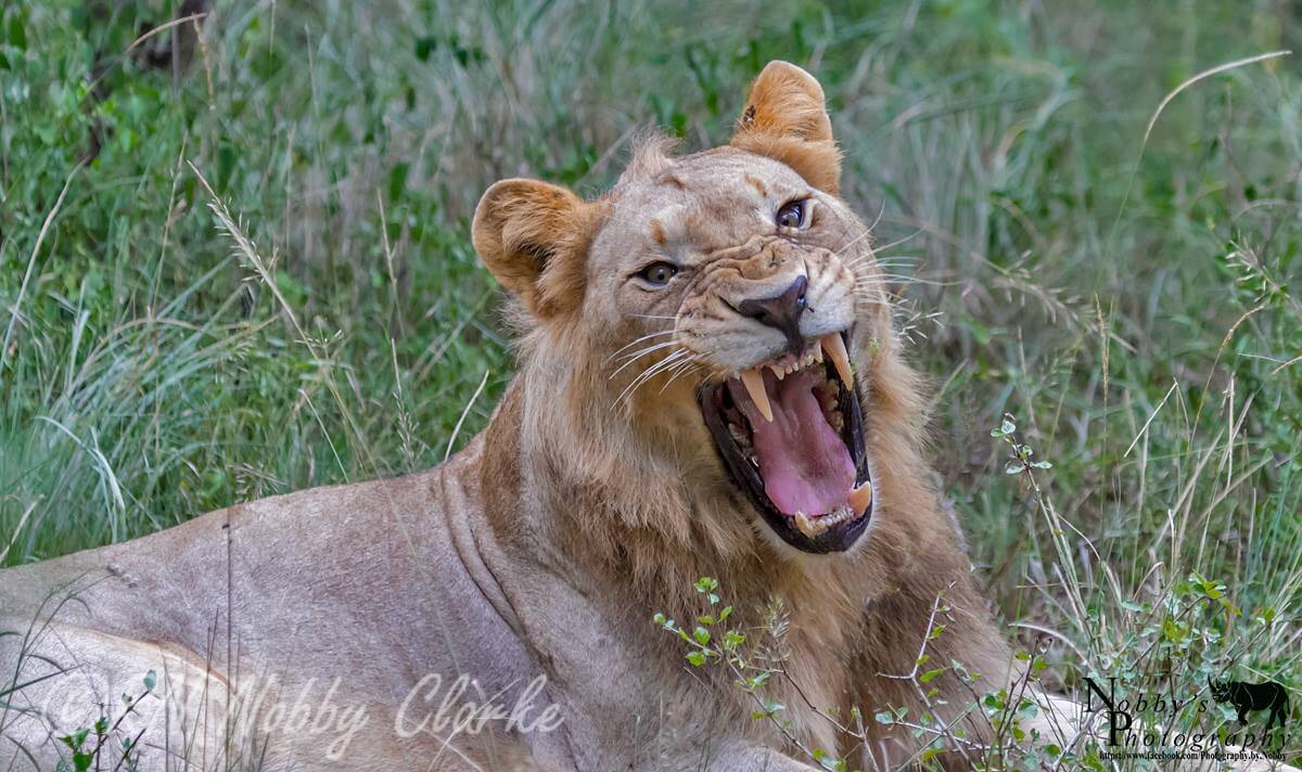 lion yawning