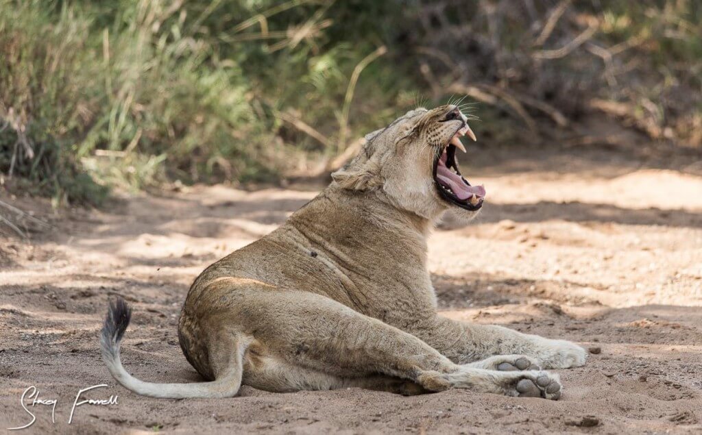 durban half day safari