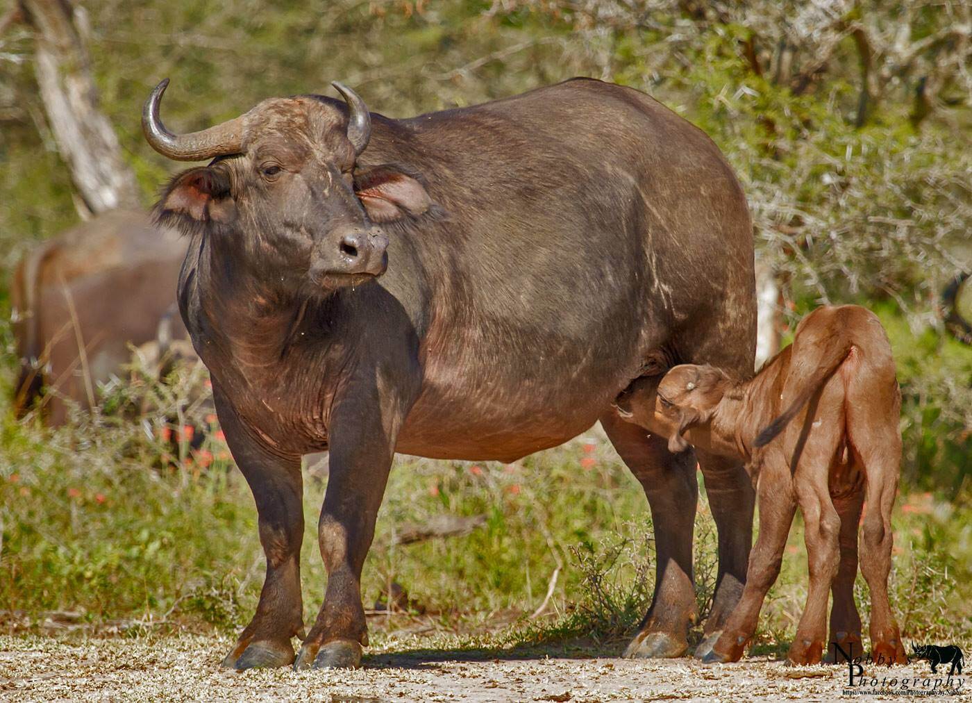 buffalo with baby