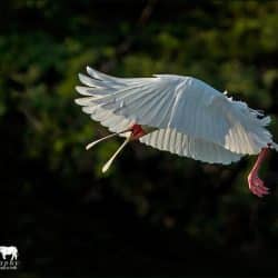 umfolozi game reserve rates