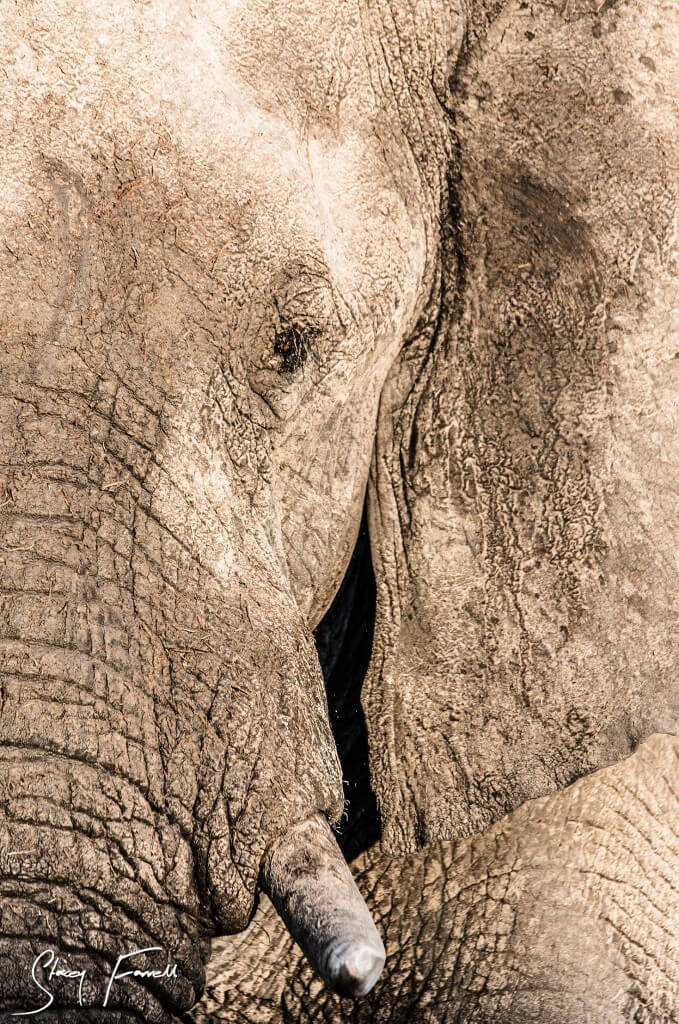exclusive half day big 5 safari