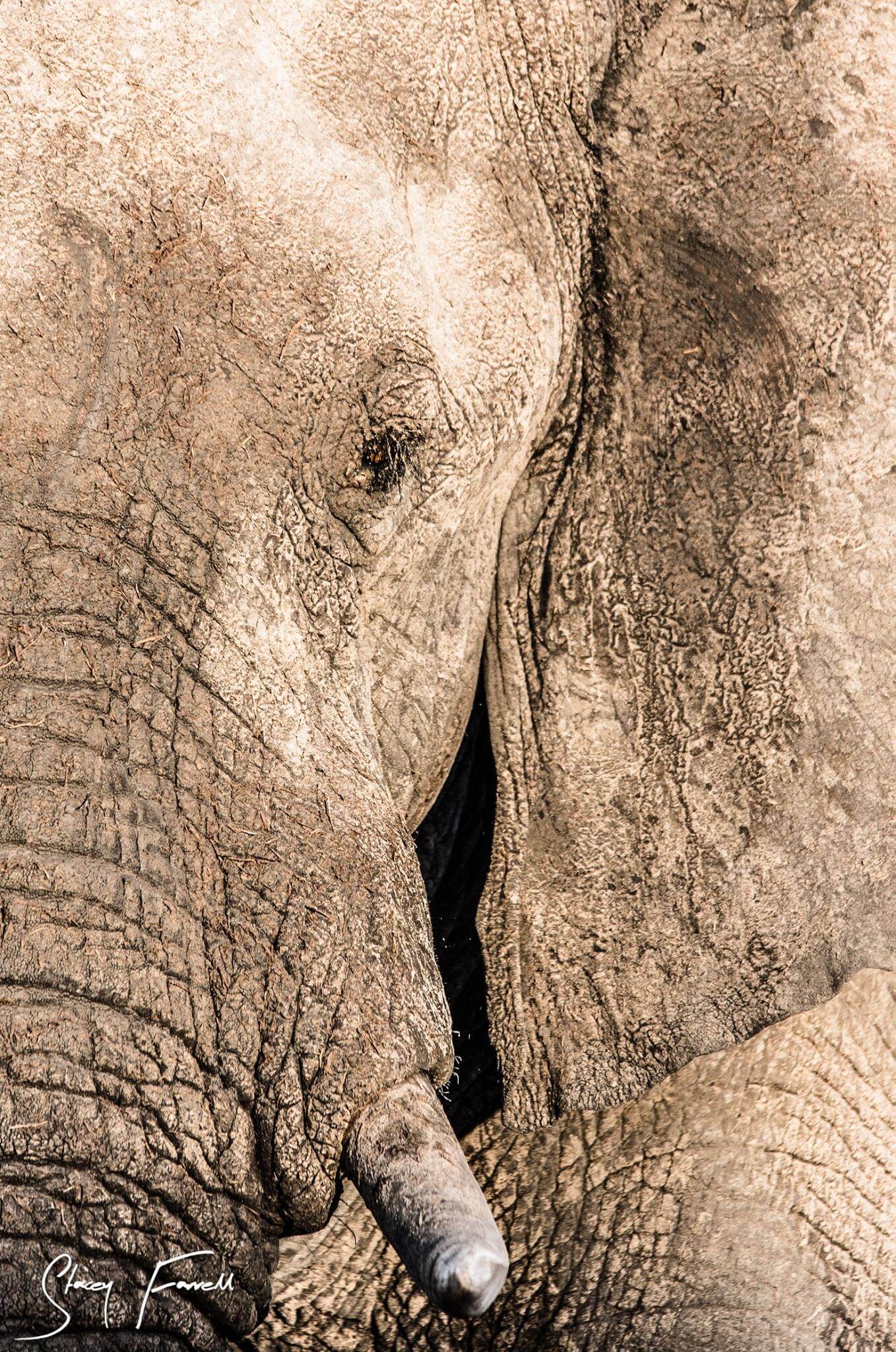 exclusive half day big 5 safari