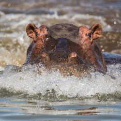 safari on boat