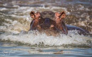 umfolozi hluhluwe game reserve