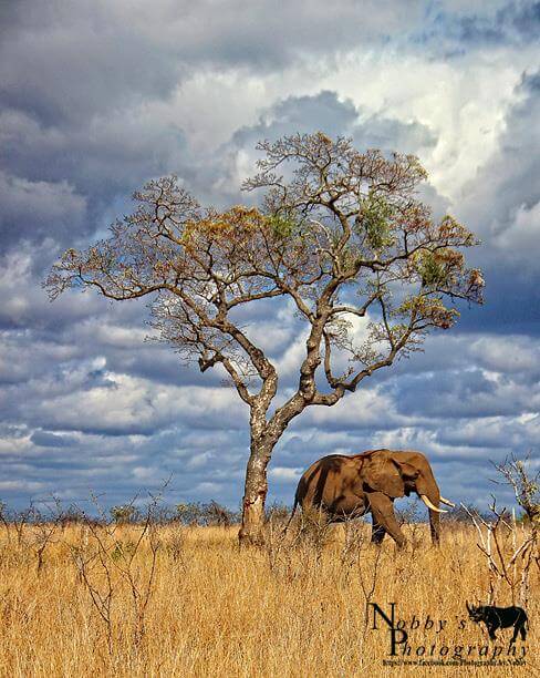 safari packages kzn