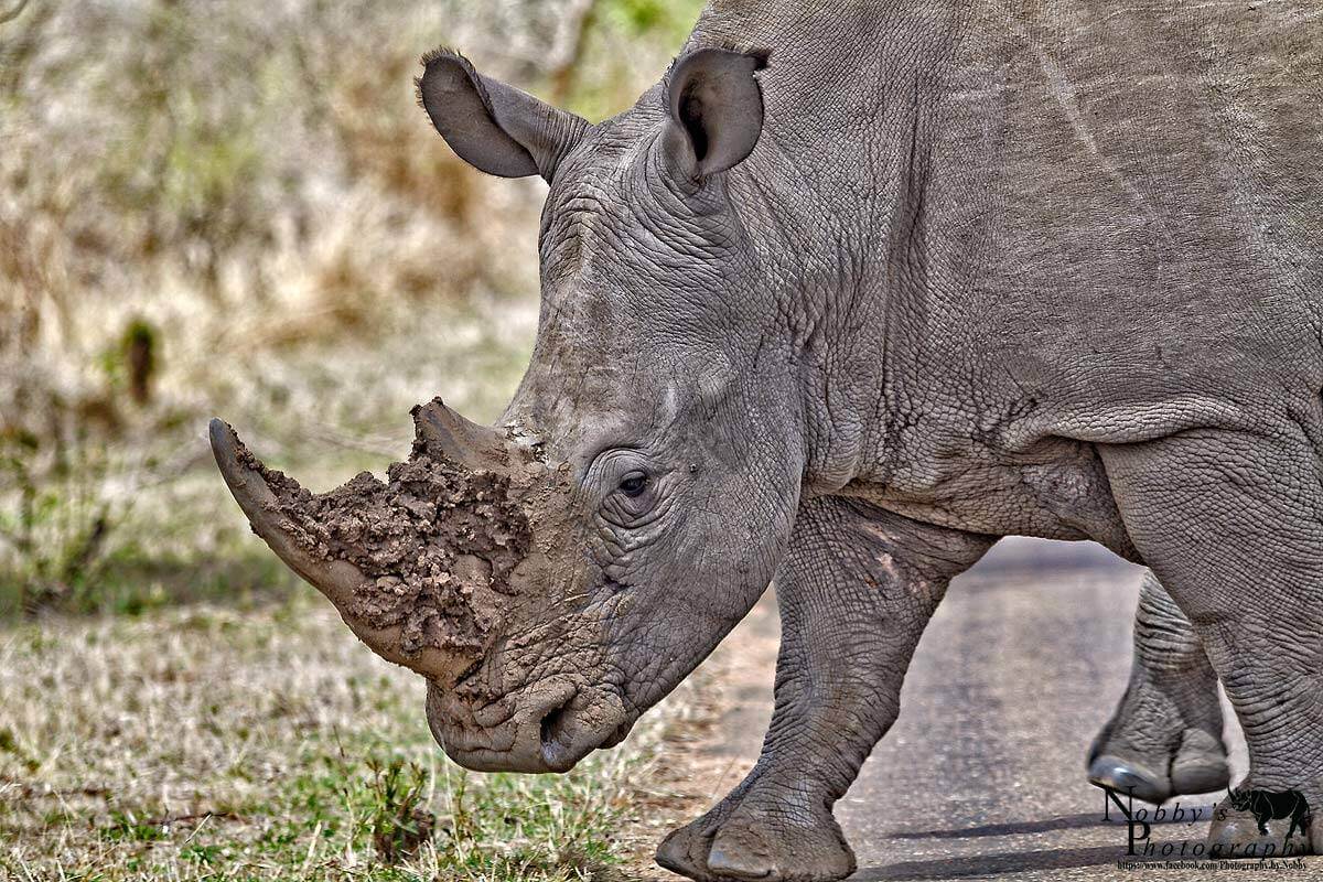 Cry our Beloved Rhino 2 rhino horn poaching