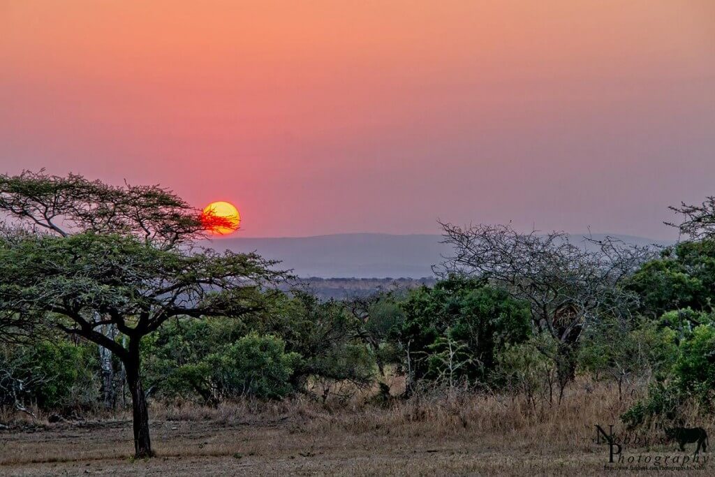 safari options from Nyalazi Gate