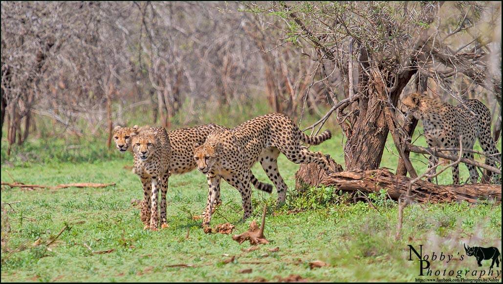 cheetah facts