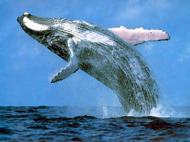 cape vidal whales