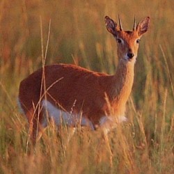 oribi