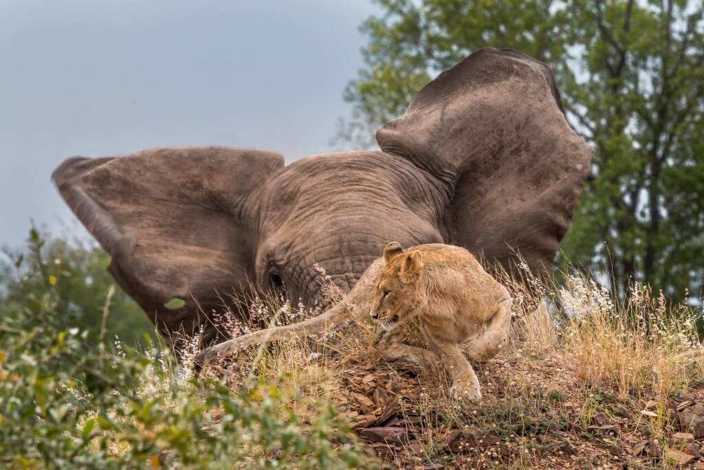 4 night safari package