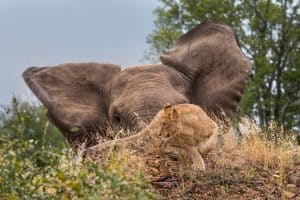 Durban Safaris 1 durban hluhluwe big 5 safari