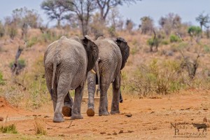 Hluhluwe-Imfolozi Park Weather 6 3 night safari package