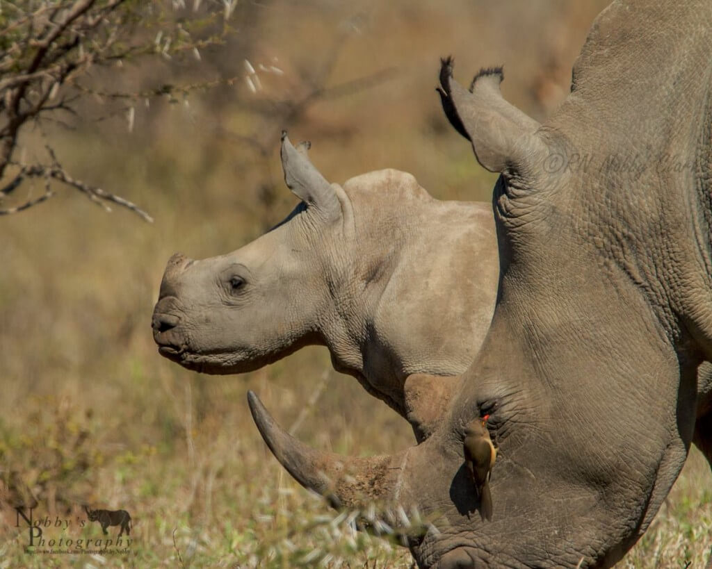 2 day durban tour and safari
